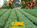 桂林東方紅桔小苗供應(yīng)批發(fā)｜桂林網(wǎng)上大量東方紅桔小苗供應(yīng)在哪 (6?)