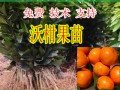 廣西沃柑苗價(jià)格【哪里有廣西沃柑苗賣(mài)】大量批發(fā)廣西沃柑苗 (8?)
