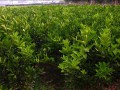 哪里有桂夏橙苗買(mǎi) (8?)
