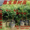 供應嘉寶果樹苗，廣東嘉寶果種苗基地批發(fā)
