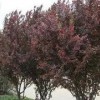 大量出售山東紫葉李，易種植的紫葉李
