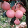 贊！貴州這家三紅蜜柚苗便宜質(zhì)量好（紅肉蜜柚苗）