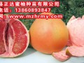福建三紅蜜柚苗批發(fā)，歡迎代理加盟