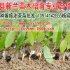 油茶苗/湘林210號油茶苗/湘林69號油茶/27/5/1號