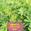 【魯冰花批發(fā)價格@@優(yōu)惠的魯冰花哪里有_ 哪里的魯冰花質(zhì)量好】