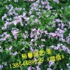 裕馨花卉＿優(yōu)質(zhì)濰坊芝櫻小苗供應(yīng)商//濰坊芝櫻小苗哪里有？？