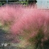 LOOK!七彩【粉花亂子草批發(fā)商】【粉花亂子草】，是您正確的選擇！