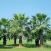 供應(yīng)浙江完好的加拿利海棗，布迪椰子種植批發(fā)
