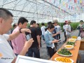 平湖市召開瓜菜新品種現(xiàn)場考察觀摩會
