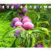 重慶南川李子苗銷售，重慶李子樹苗，蜂糖李苗行情