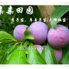 重慶潼南李子苗批發(fā)價(jià)格，重慶李子樹苗，蜂糖李特點(diǎn)