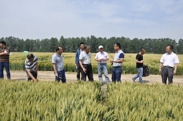 考察人員探討品種田間評價指標