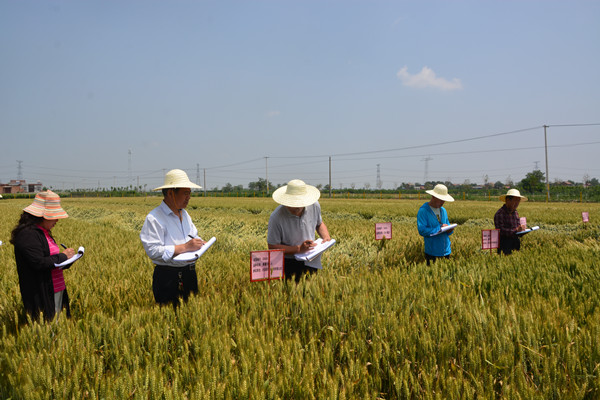 考察專家認(rèn)真田間記載