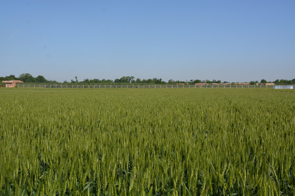 制種田長勢良好