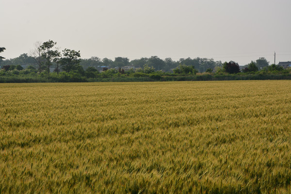 小麥大田長勢良好