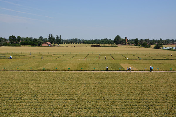 小麥審定試驗田全貌