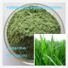 燕麥苗粉、燕麥青葉粉  燕麥苗汁粉