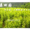 重慶開州李子苗批發(fā)價格，茂縣蜂糖李苗出售，重慶李子樹苗種植