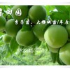重慶豐都青脆李苗批發(fā)基地，茂縣青脆李樹苗價格，李子苗種植技術(shù)