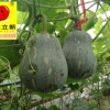 特色養(yǎng)生高品質(zhì)小南瓜種子哪里有賣，廣西現(xiàn)代立新皇妃供應(yīng)價(jià)格