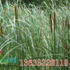 月亮灣水生植物出售優(yōu)惠的蒲草，實(shí)惠的蒲草