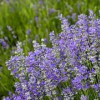 甘肅薰衣草，供應(yīng)各種規(guī)格薰衣草