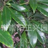 金絲楠樹(shù)種子，金絲楠木樹(shù)苗專業(yè)供應(yīng)商