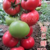 供應(yīng)進口高檔耐寒冬季大果粉色番茄種子！西紅柿種子批發(fā)！