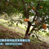 至好的樹上干杏價格怎么樣|西寧樹上干杏