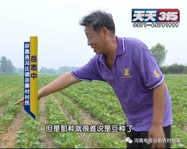 新鄉(xiāng)一老農(nóng)種黃豆遇鬧心事 豆苗高低參差開(kāi)花也不一樣