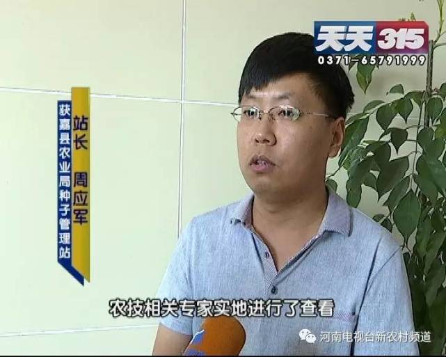 新鄉(xiāng)一老農(nóng)種黃豆遇鬧心事 豆苗高低參差開(kāi)花也不一樣