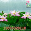 盆栽荷花供應(yīng)商哪家好 盆栽荷花采購(gòu)