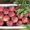 奎文美佳桃苗，優(yōu)質(zhì)美佳桃苗專業(yè)供應(yīng)