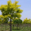 黃金槐，山東哪里有出售黃金槐