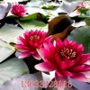 睡蓮小苗采購(gòu) 月亮灣水生植物專業(yè)供應(yīng)睡蓮苗