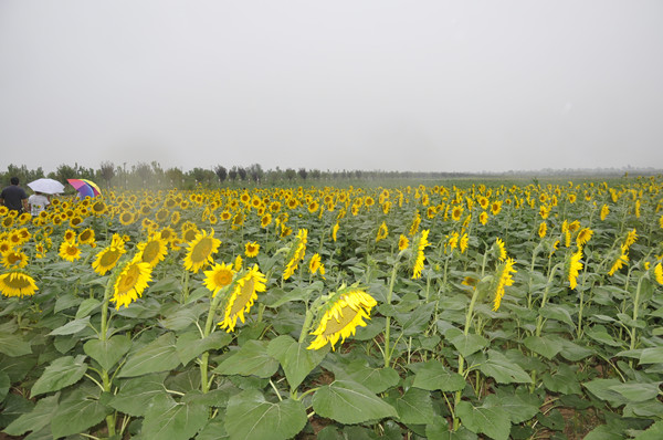 食用向日葵品種篩選試驗(yàn)