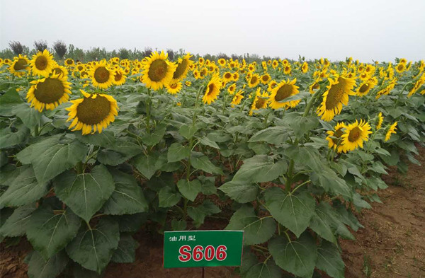油用向日葵品種篩選試驗(yàn)