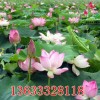 荷花種子，哪里有提供優(yōu)惠的盆栽荷花