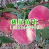 濰坊金秋紅蜜桃苗價格行情——金秋紅蜜桃苗批發(fā)