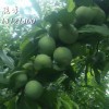 出售青脆李子苗，全國供應(yīng)