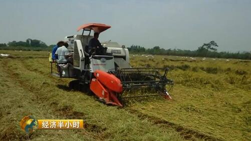 江西農(nóng)大19年磨一劍培育出超級稻 增產(chǎn)43億公斤稻谷