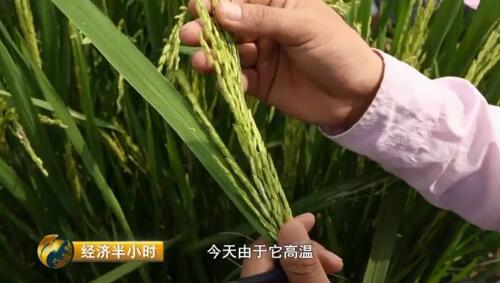 江西農(nóng)大19年磨一劍培育出超級稻 增產(chǎn)43億公斤稻谷