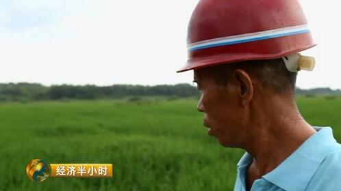 江西農(nóng)大19年磨一劍培育出超級稻 增產(chǎn)43億公斤稻谷