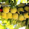 蜂糖李子苗產(chǎn)量多少？