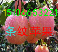 山東紅將軍蘋(píng)果批發(fā)價(jià)格產(chǎn)地報(bào)價(jià)