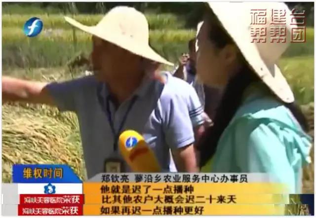 連江50余畝水稻掛&ldquo;空谷&rdquo; 村民懷疑種子有問題