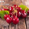 大櫻桃苗，大櫻桃樹苗，大櫻桃苗木