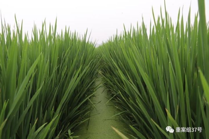  河北硅谷農(nóng)科院種植水稻的&ldquo;旱栽苗&rdquo;。&nbsp;河北硅谷農(nóng)科院供圖