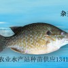 雜交太陽魚苗、雜交太陽魚水花、金邊太陽魚苗