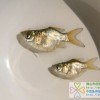 縮骨大頭魚苗、縮骨花鰱魚苗